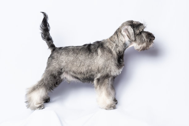 schnauzer