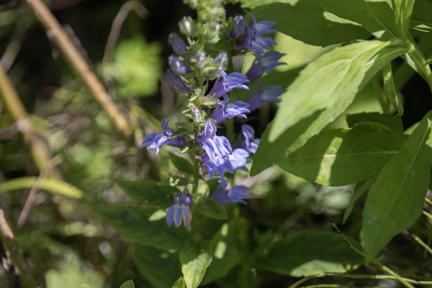 lobelia