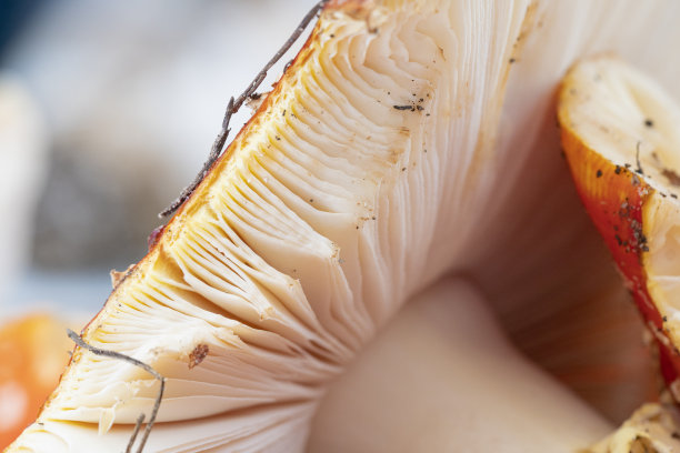 gills