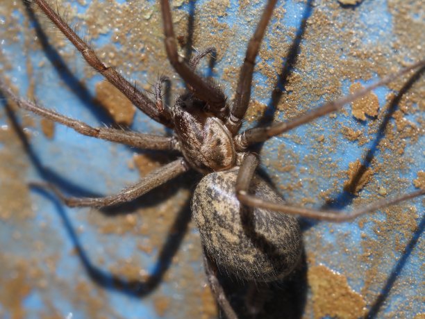 arachnid