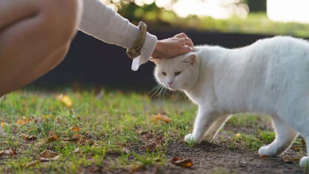 可爱猫咪小女孩