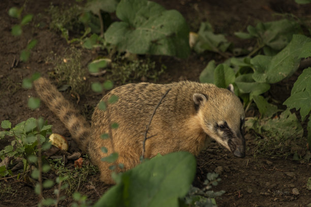 coatimundi