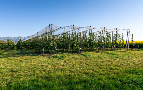 orchard