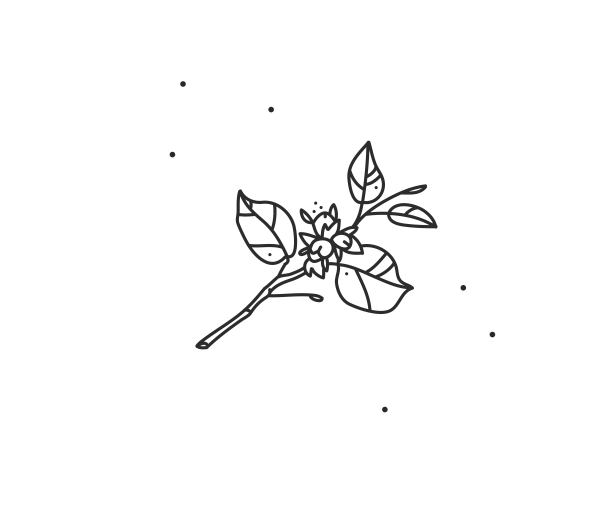 花簇,植物学,背景