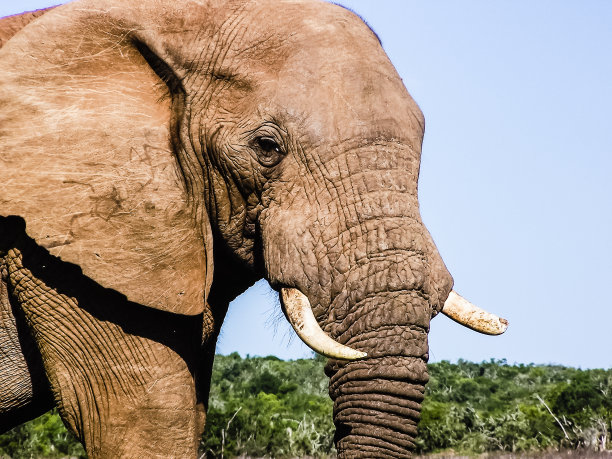 pachyderm
