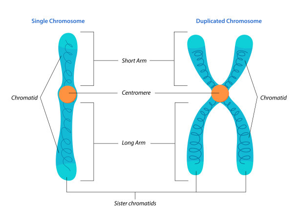 chromosone