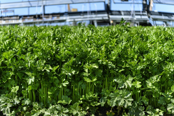 celery