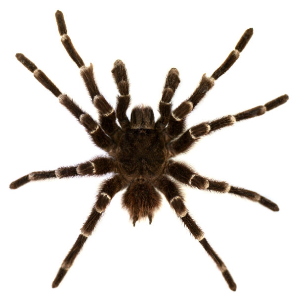 araneae