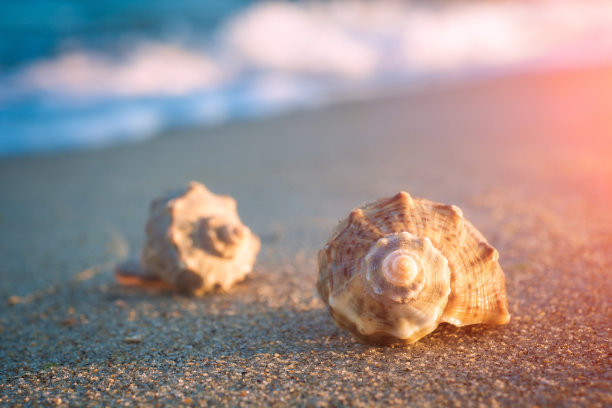 conch