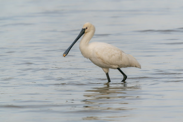 spoonbill