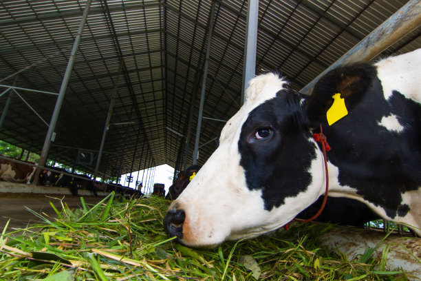 dairy