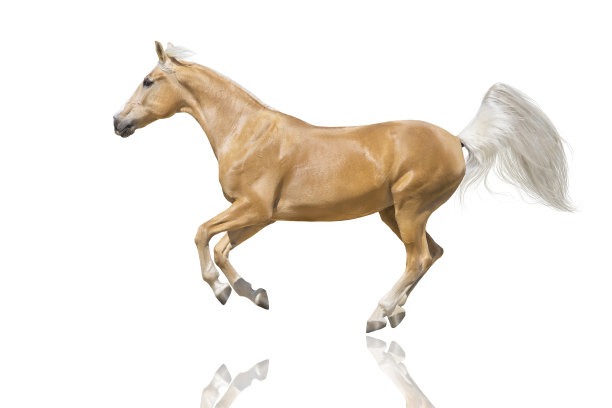 equus