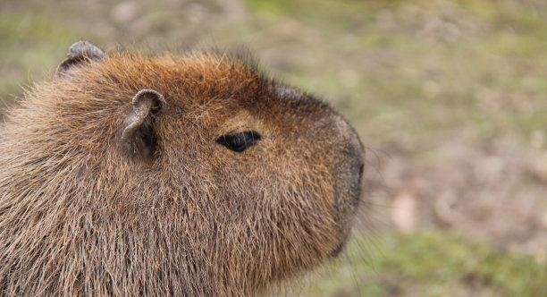 capybara