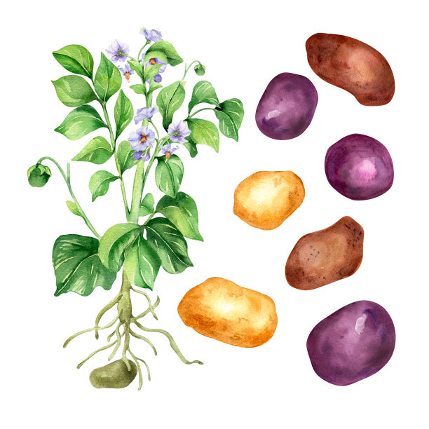 甘薯,马铃薯,根茎类蔬菜