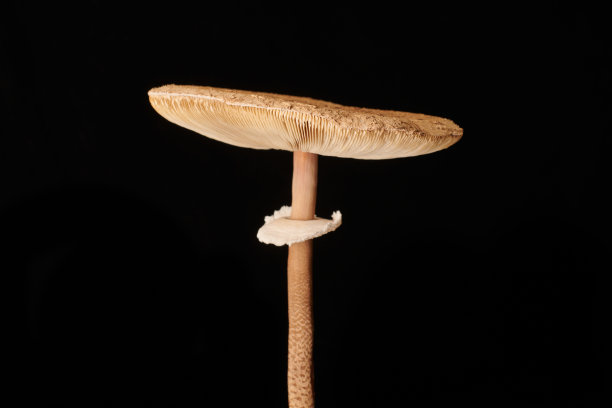 agaric