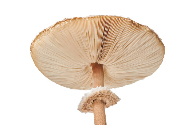 gills