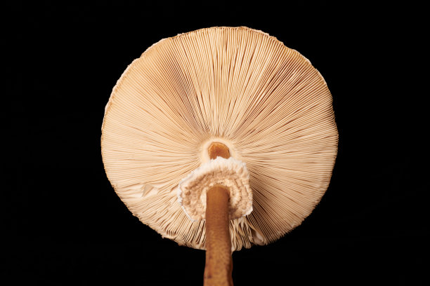 gills