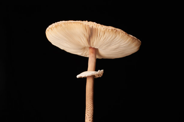 agaric