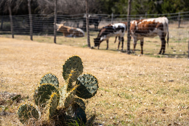 texas