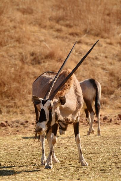 gemsbok