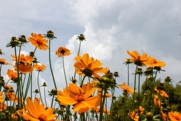 calliopsis