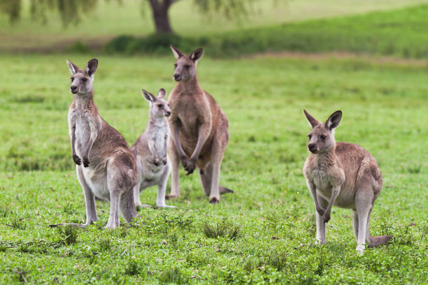kangaroo
