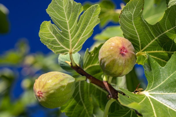 fig