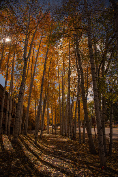 aspen