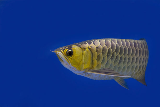 arowana
