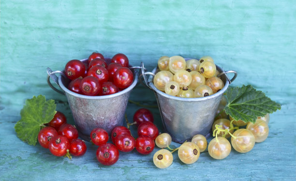 redcurrant