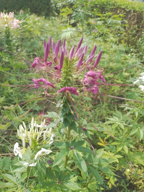 cleome