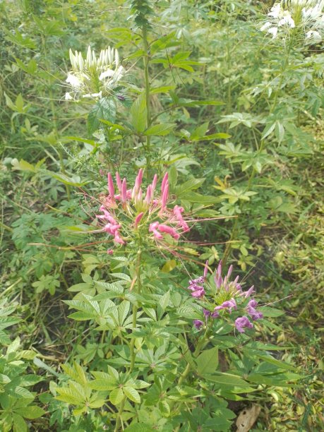 cleome