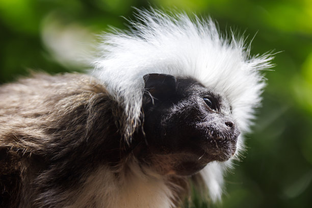 saguinus