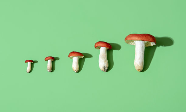gills