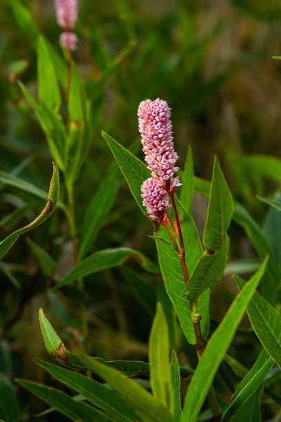 polygonum