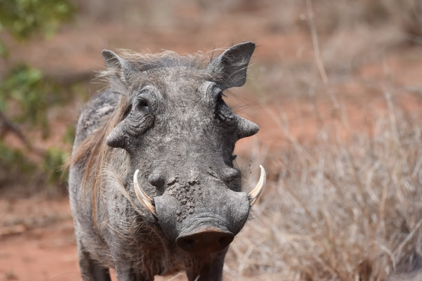 phacochoerus