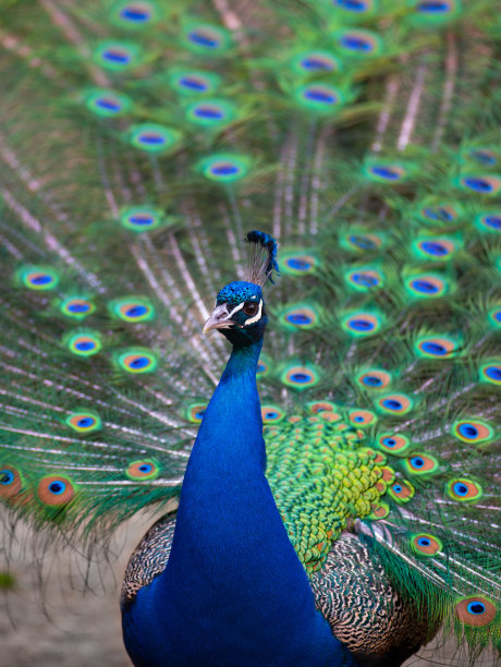 preen
