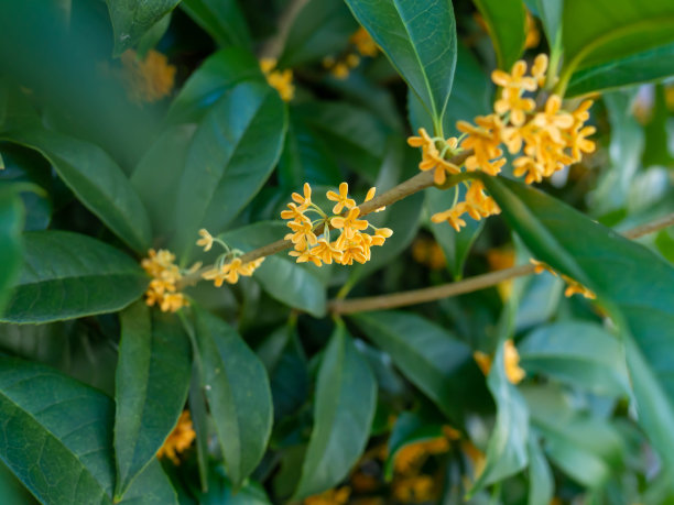 osmanthus