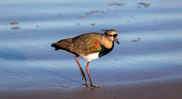 charadriiformes