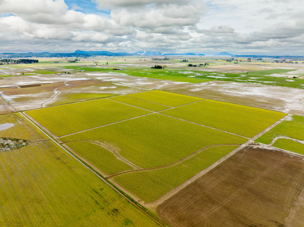 field