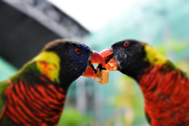 lorikeets