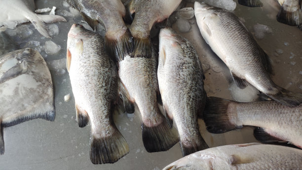 rockfish