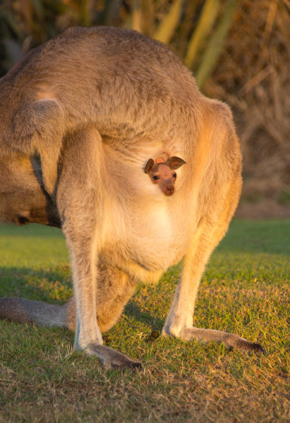 pouch