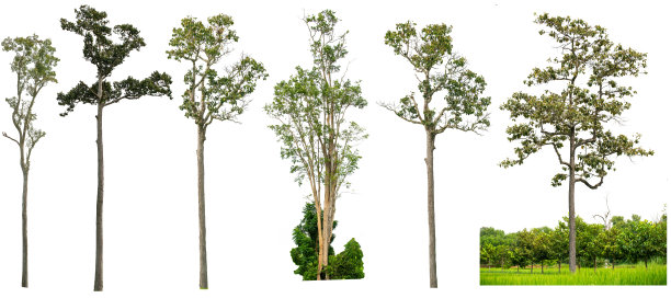 植物学,叶子,枫树