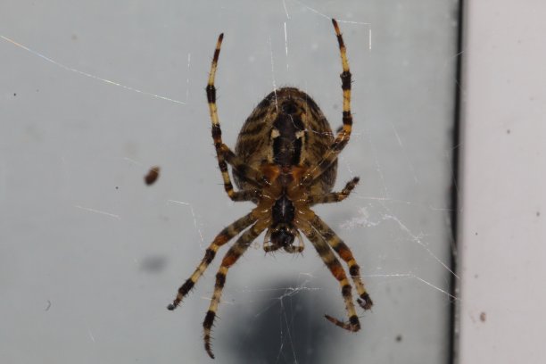 arachnid
