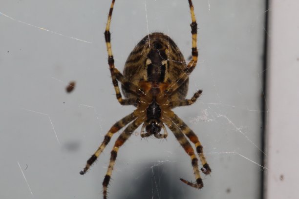 arachnid
