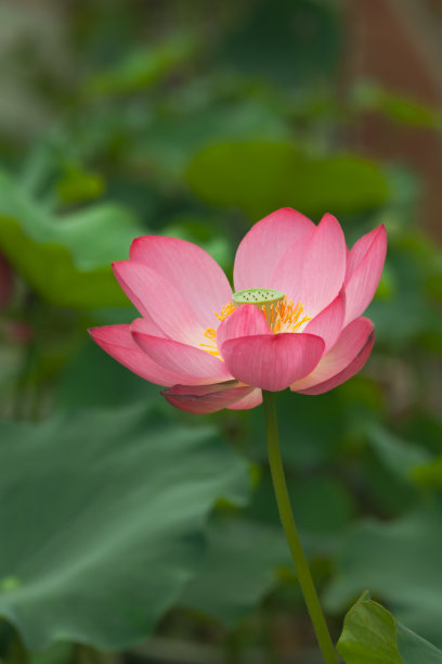 中国风花纹图案