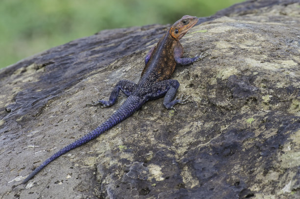 agama