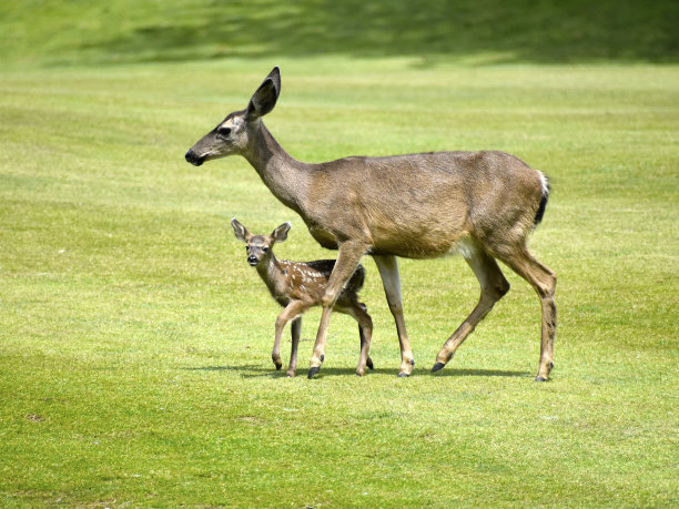 doe