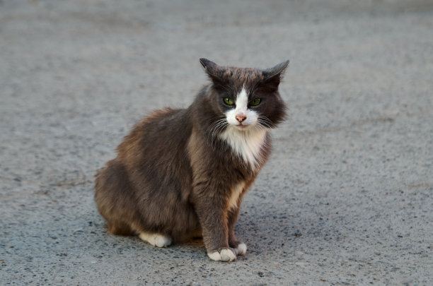 stray